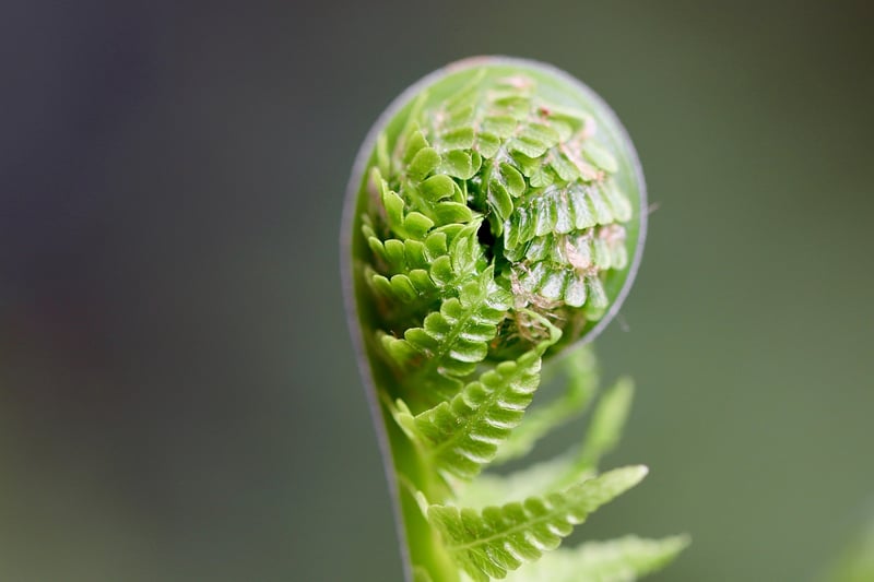 Unicorn Ferns