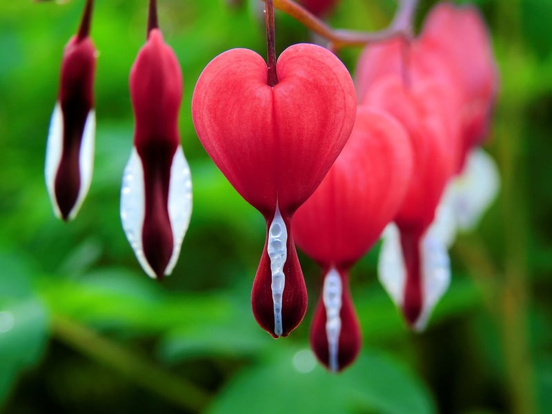 Bleeding Heart Bloom