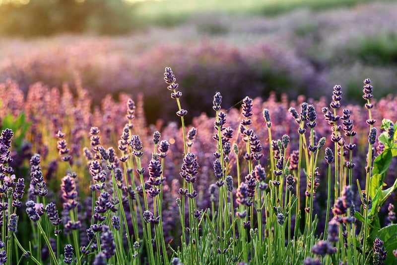 Lavender Blooms