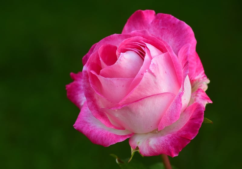 Whimsical Pink Blooms